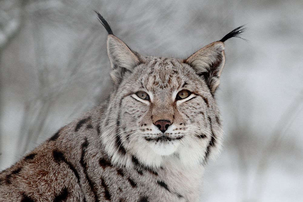 Wildpark Schorfheide