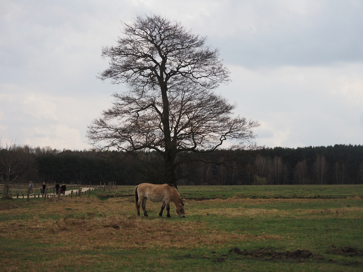 Wildpark Schorfheide