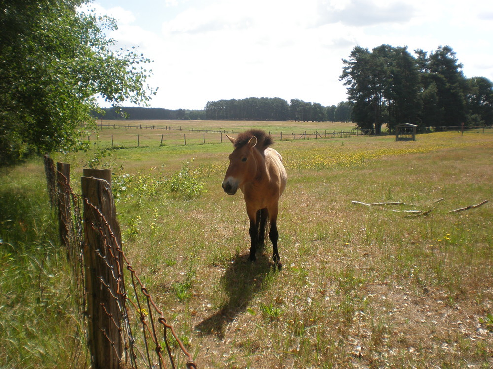 Wildpark Schorfheide im Sommer