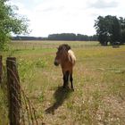 Wildpark Schorfheide im Sommer