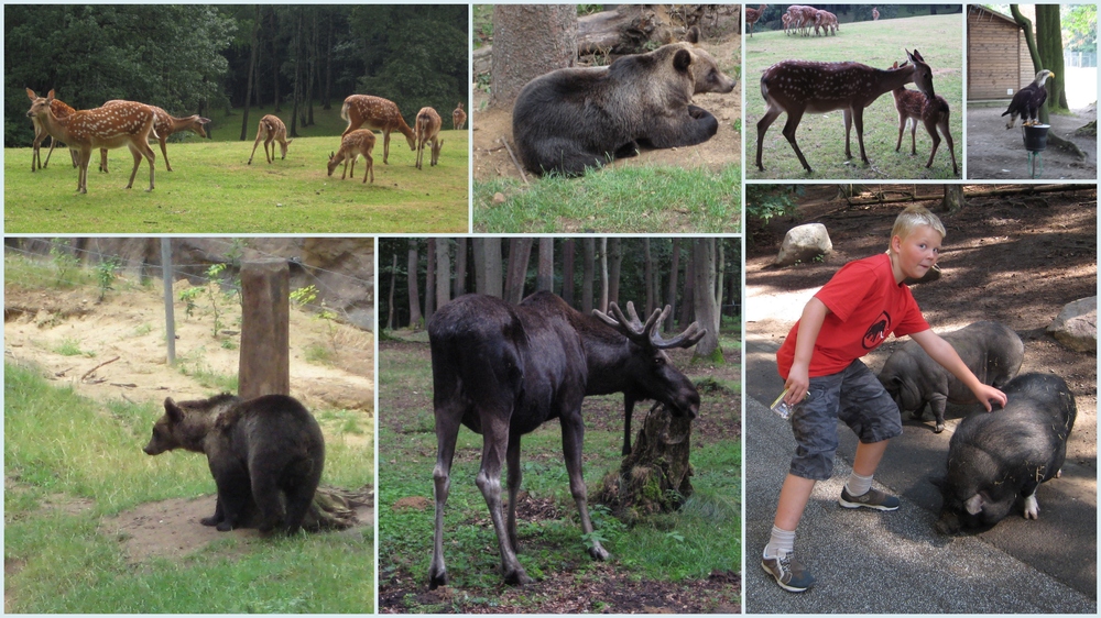 Wildpark Schwarze Berge