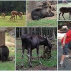 Wildpark Schwarze Berge