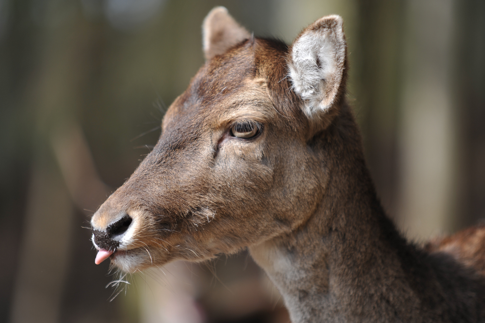 Wildpark Schwarze Berge 