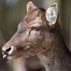 Wildpark Schwarze Berge 