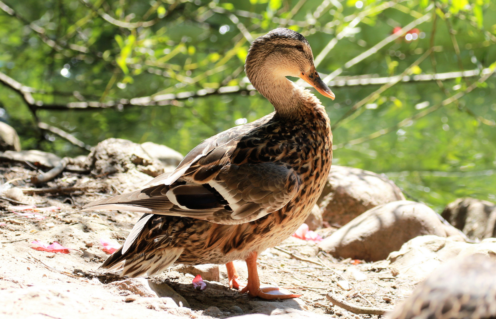 Wildpark schwarze Berge