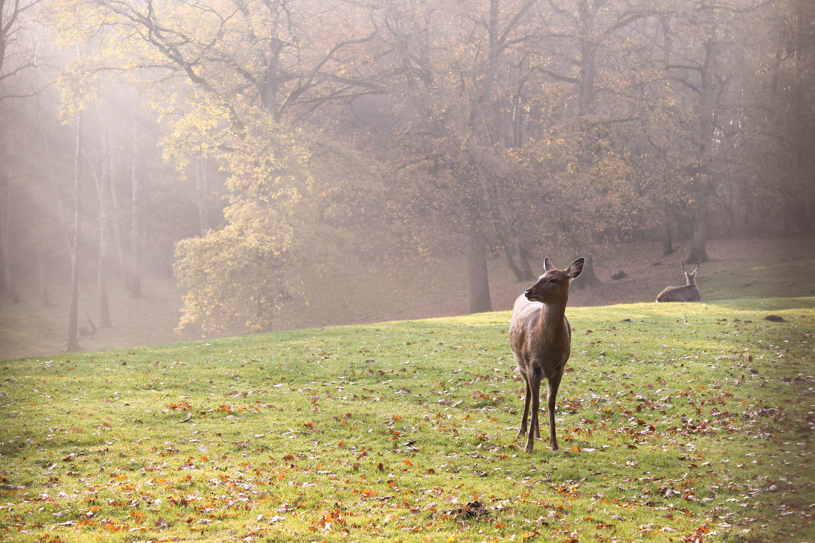 Wildpark Schwarze Berge Hamburg