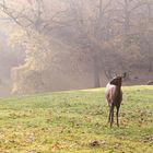 Wildpark Schwarze Berge Hamburg