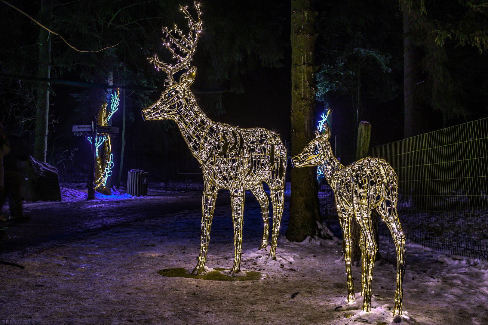 Wildpark Schwarze Berge - Hirsche