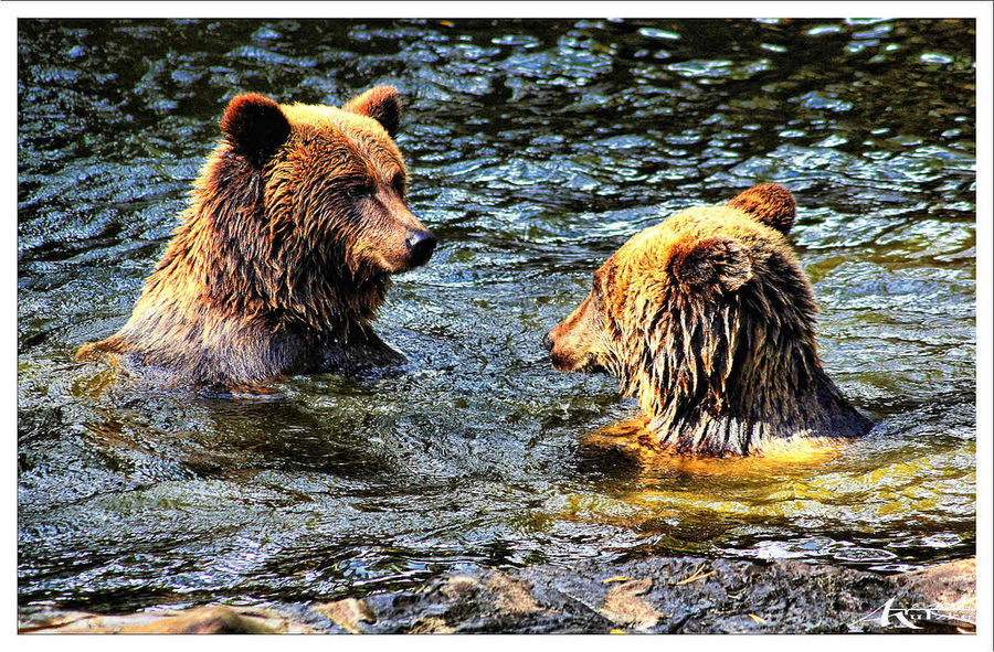 Wildpark Schwarze Berge - Wassertanz der Bären