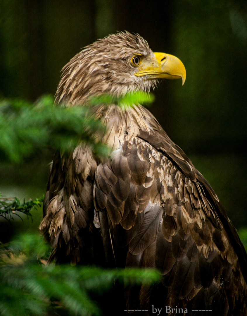 Wildpark Strahlsund