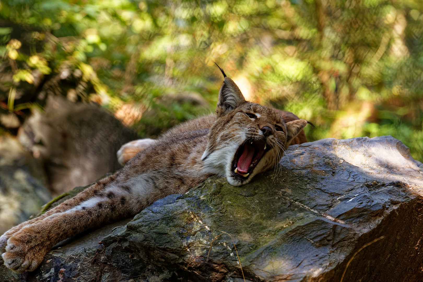 Wildpark Tiergarten Weilburg