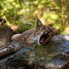 Wildpark Tiergarten Weilburg