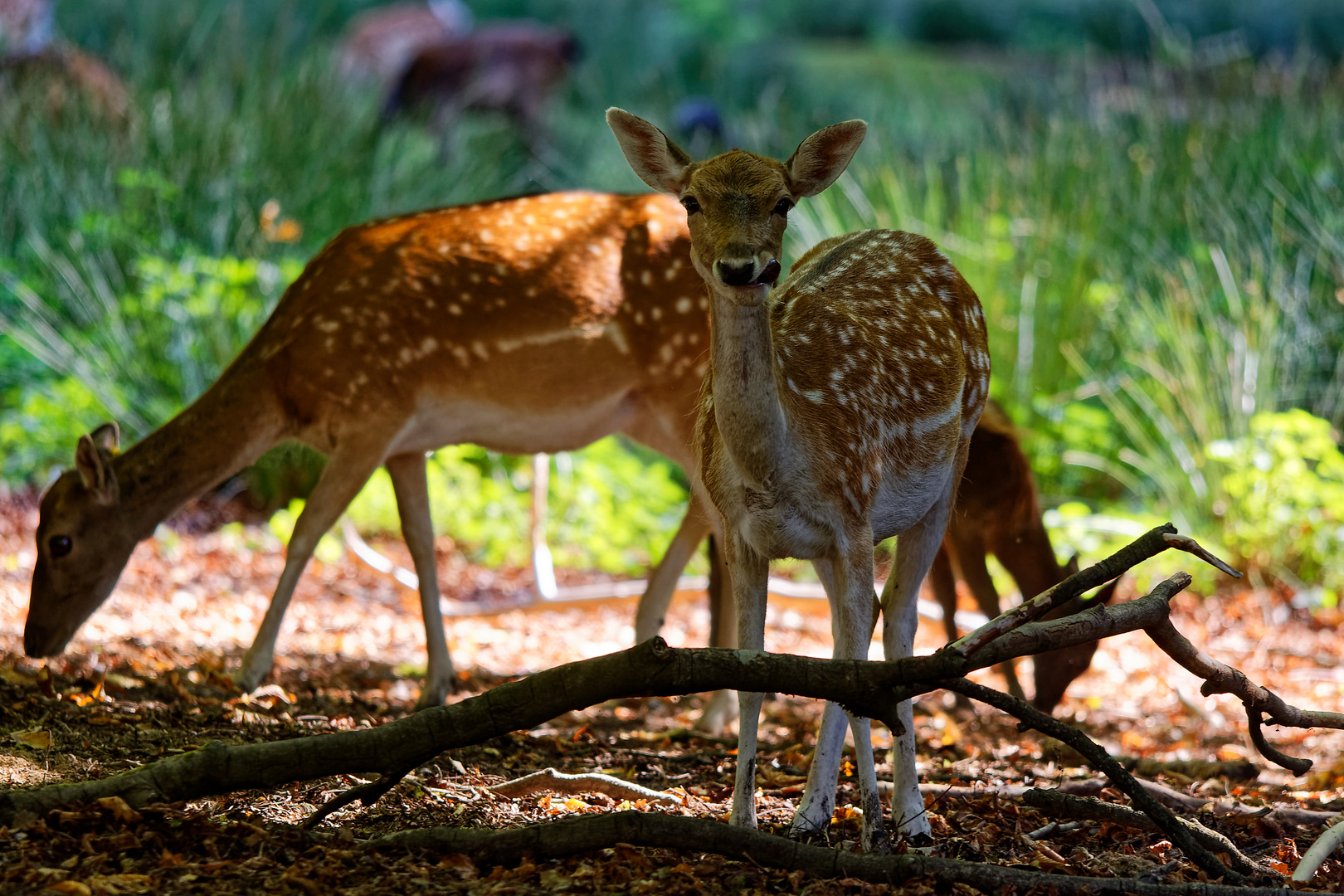 Wildpark Tiergarten Weilburg