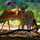 Wildpark Tiergarten Weilburg