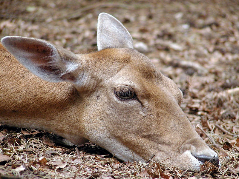 Wildpark Ueckermünde