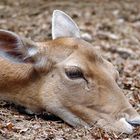 Wildpark Ueckermünde