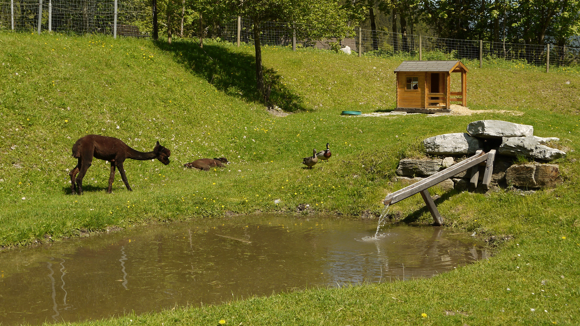 Wildpark Untertauern