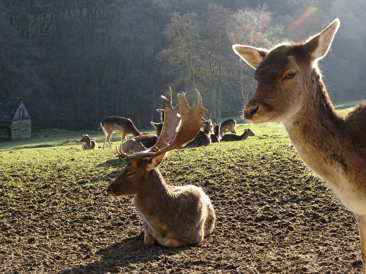 Wildpark Völlinghausen