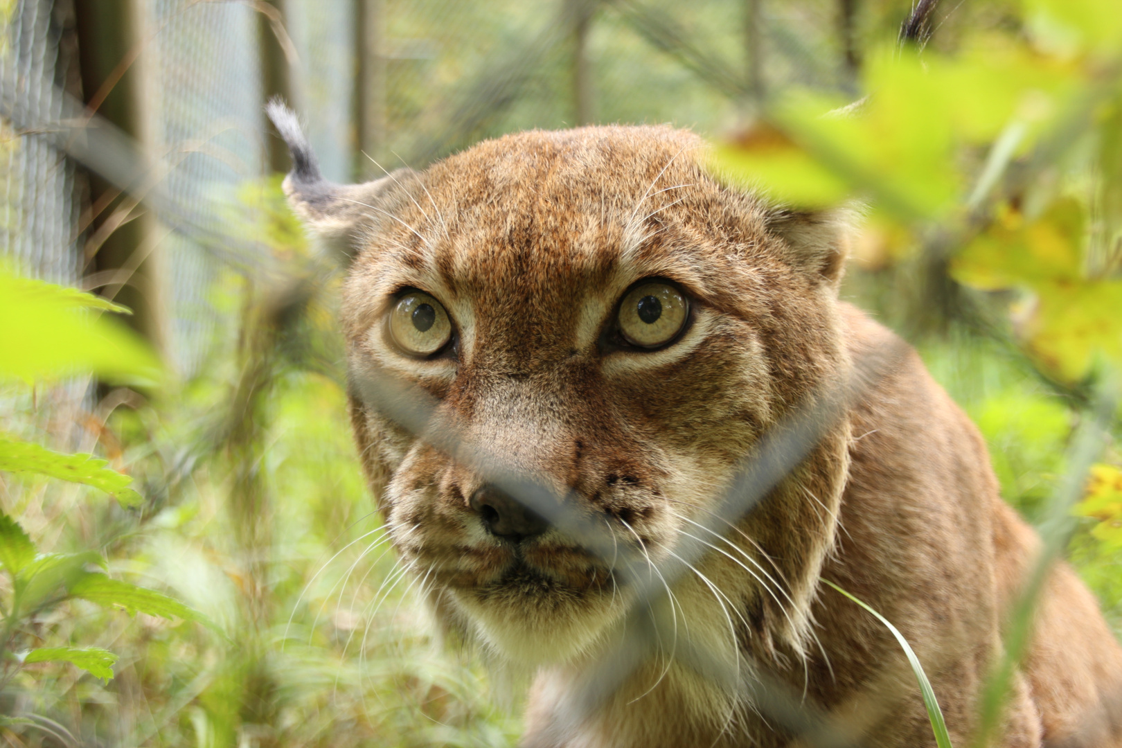 Wildpark Wildbichl, Kufstein, Luchs