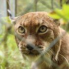 Wildpark Wildbichl, Kufstein, Luchs