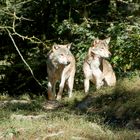 Wildpark092019012