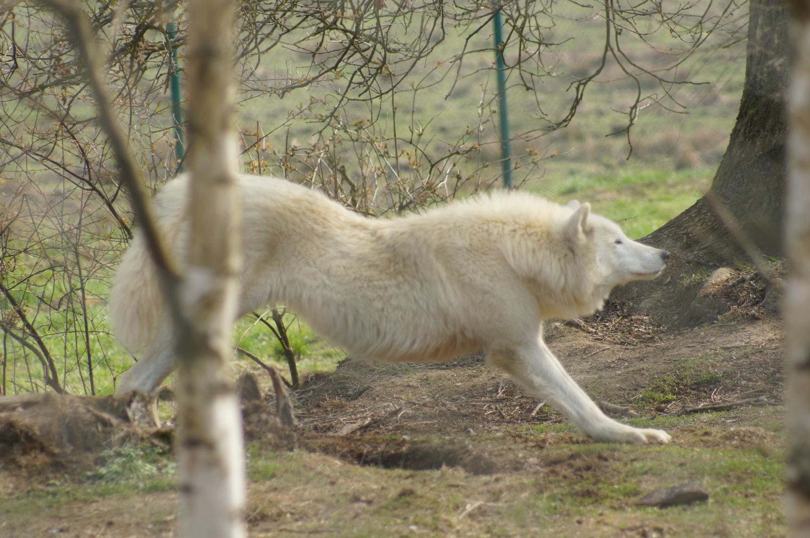 Wildpark5