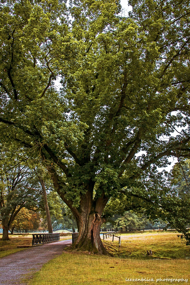 Wildparkbrücke