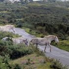 - Wildperde im Bodmin Moor -