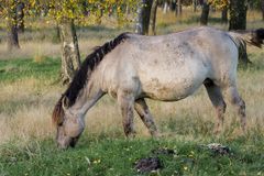 Wildpferd