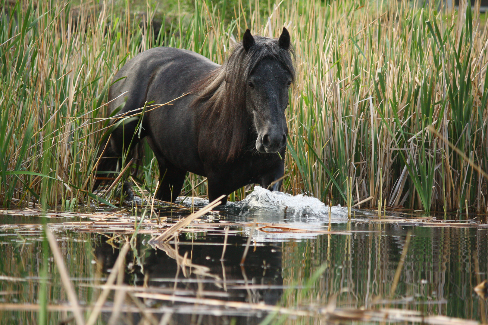 Wildpferd??? Foto & Bild tiere, haustiere, pferde, esel, maultiere