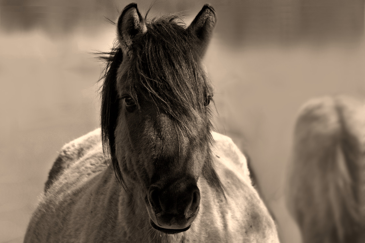 Wildpferd aus dem Merfelder Bruch