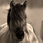 Wildpferd aus dem Merfelder Bruch