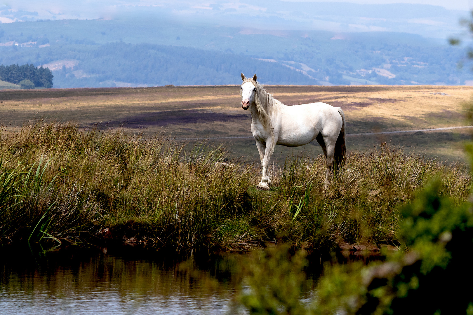 Wildpferd, ein Welshpony, in South-Wales