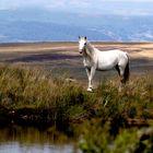 Wildpferd, ein Welshpony, in South-Wales