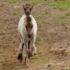 Wildpferd-Fohlen beim kabbeln.