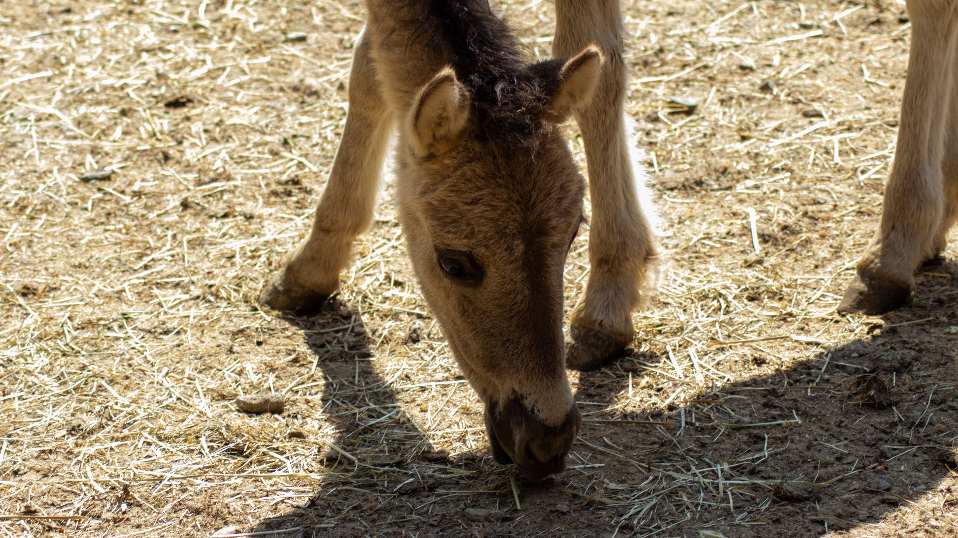 Wildpferd Fohlen