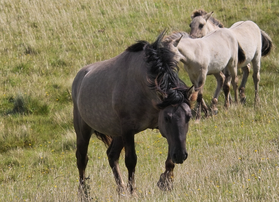 Wildpferd (Hengst)