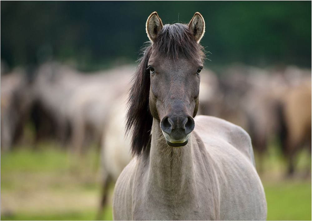 Wildpferd Hengst im Merfelder Bruch