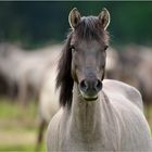 Wildpferd Hengst im Merfelder Bruch