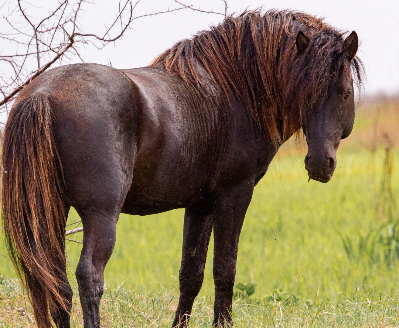 Wildpferd im Donaudelta