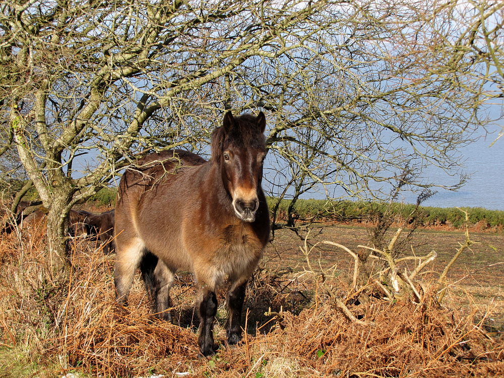 Wildpferd im Exmoor