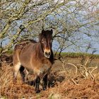 Wildpferd im Exmoor