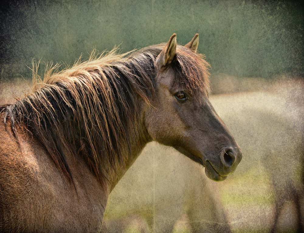 Wildpferd im Merfelder Bruch