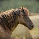 Wildpferd im Merfelder Bruch