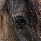 Wildpferd im Merfelder Bruch in Dülmen