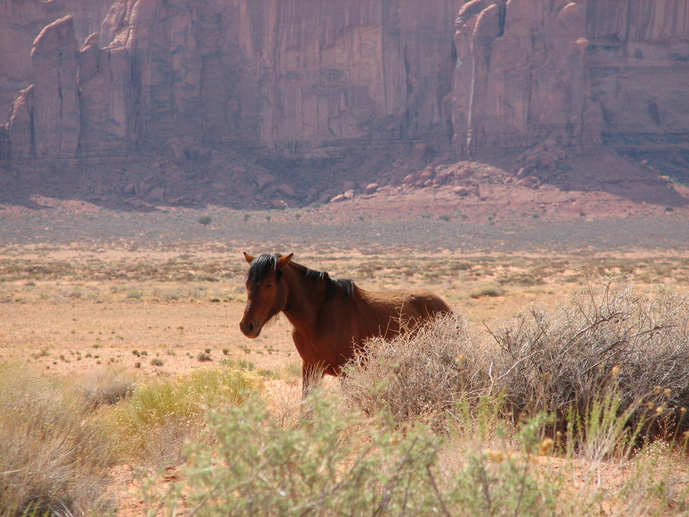 Wildpferd im Monument Valley