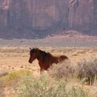 Wildpferd im Monument Valley