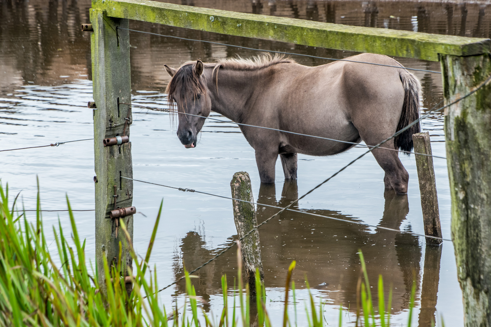 Wildpferd im Rahmen und mit Spiegel