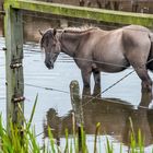 Wildpferd im Rahmen und mit Spiegel