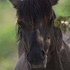 Wildpferd im Wacholder Hain